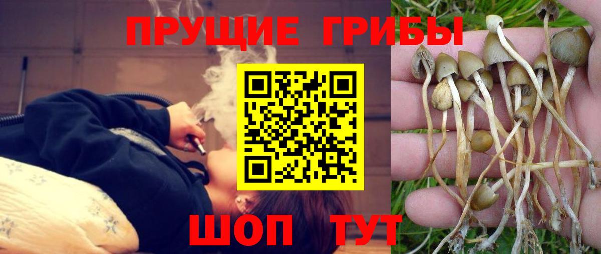 Галлюциногенные грибы Cubensis Избербаш